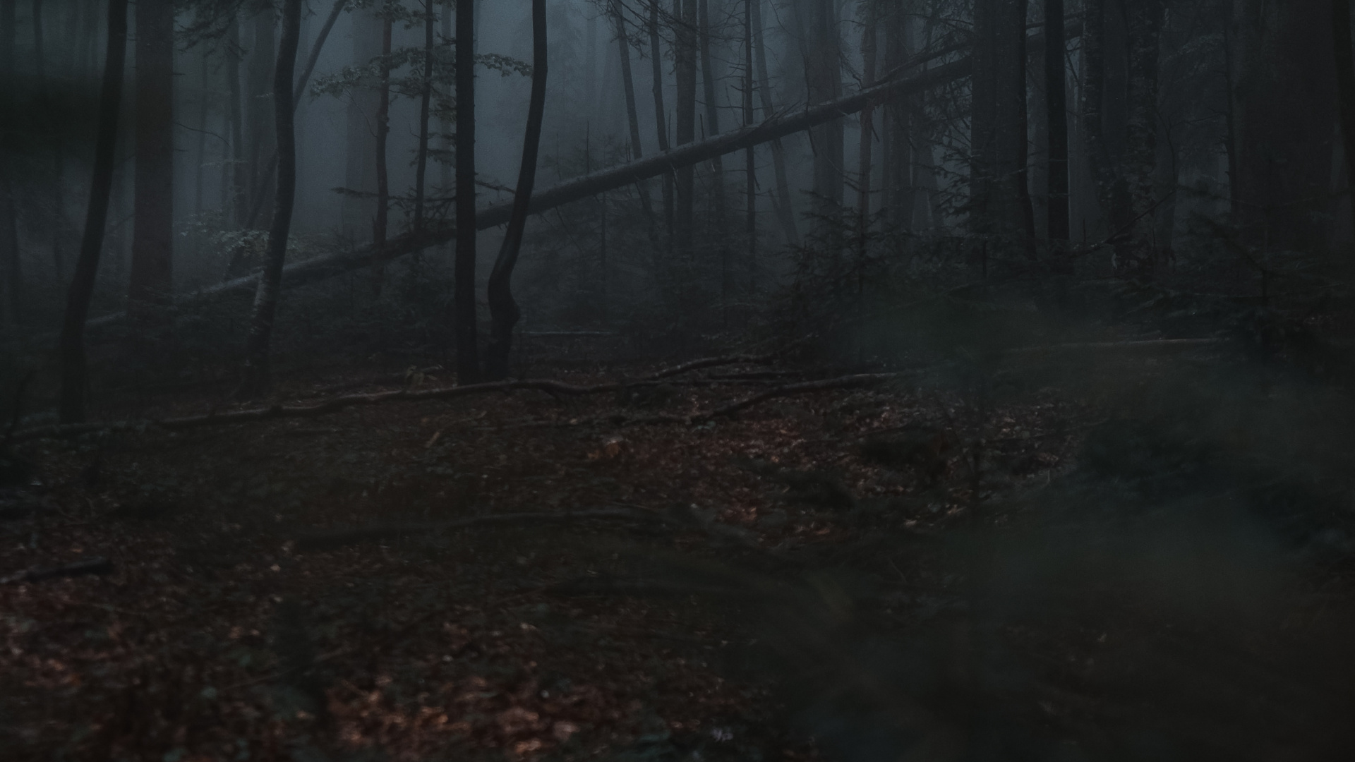 Обои природа, лес, окружающая среда, дерево, лесистая местность в разрешении 1920x1080