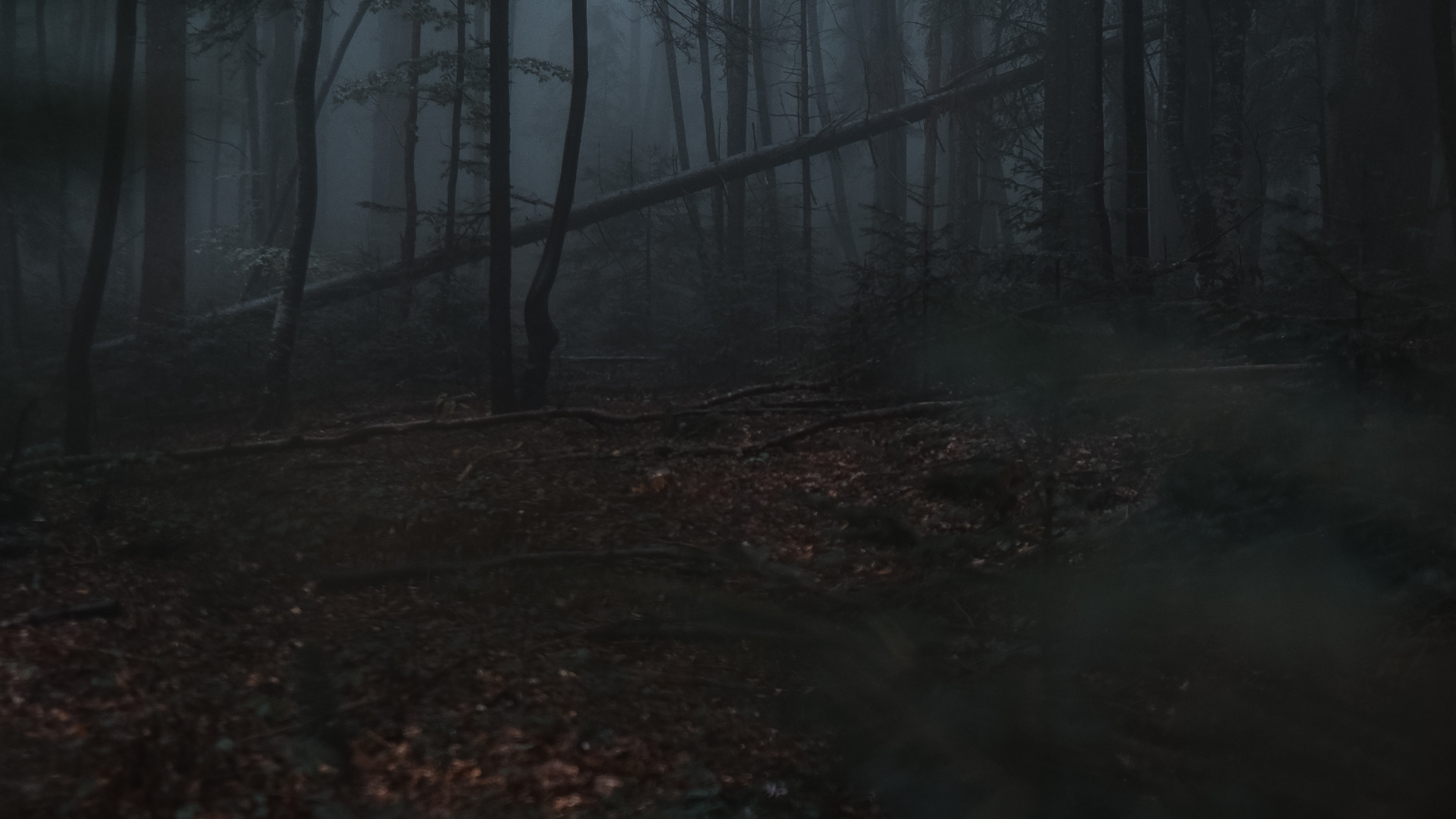 Обои природа, лес, окружающая среда, дерево, лесистая местность в разрешении 3840x2160