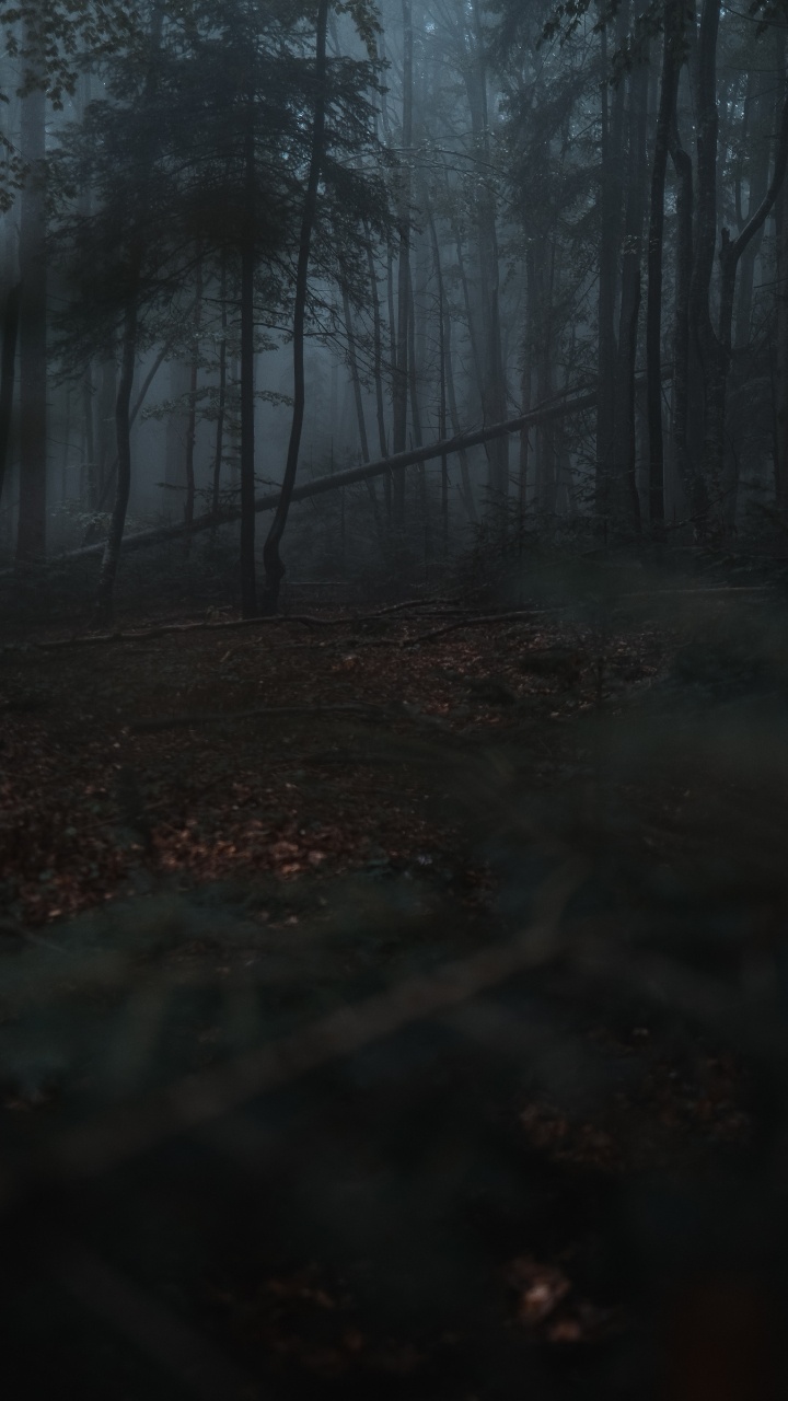 Обои природа, лес, окружающая среда, дерево, лесистая местность в разрешении 720x1280