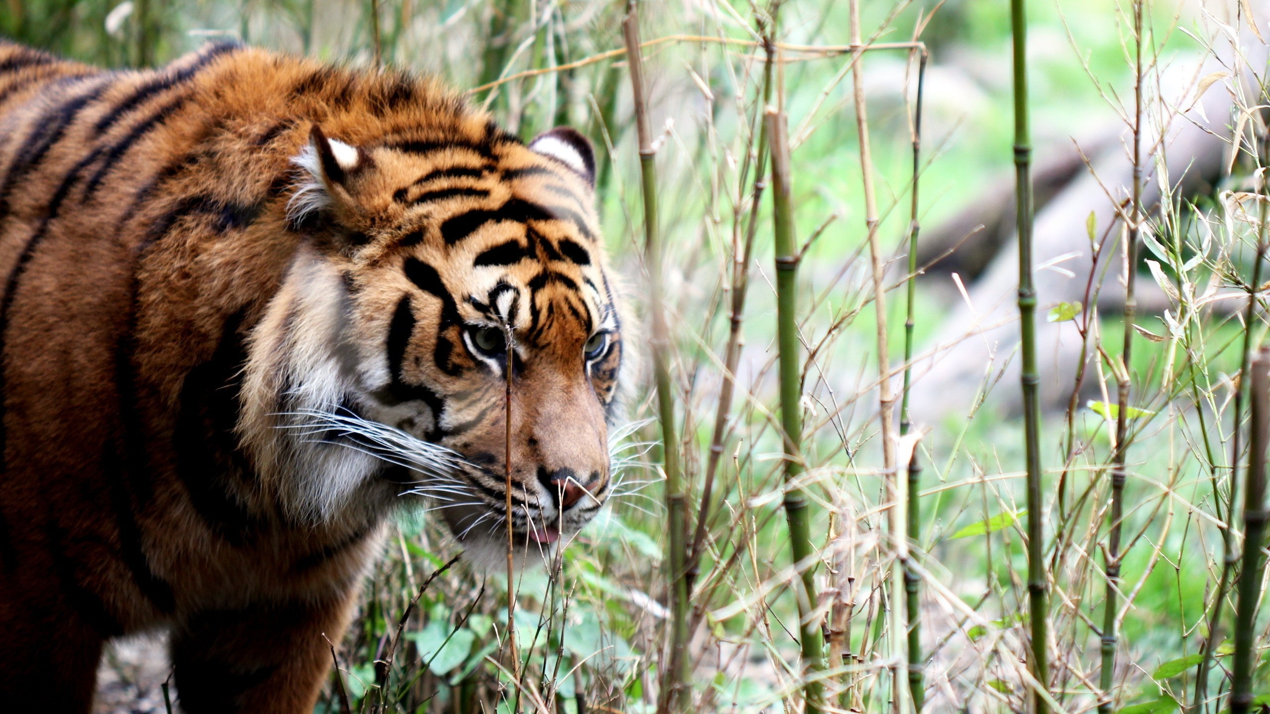 Обои Белый тигр, живая природа, наземные животные, Амурский тигр, фауна в разрешении 2560x1440