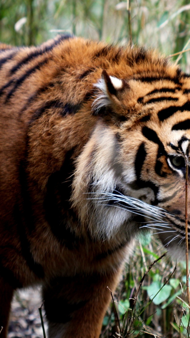 Обои Белый тигр, живая природа, наземные животные, Амурский тигр, фауна в разрешении 750x1334