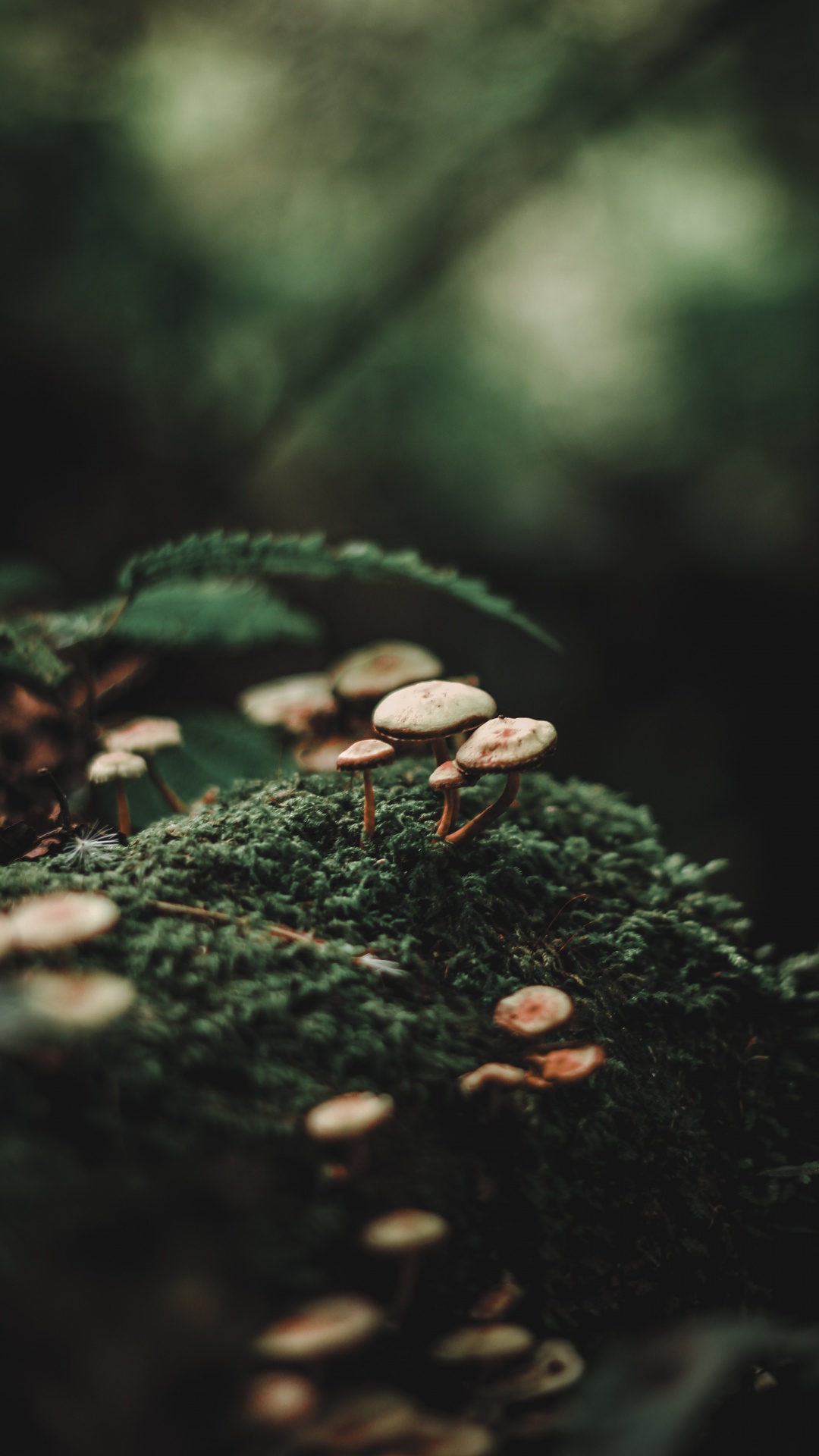 Обои лес, боке, зеленый, природа, лист в разрешении 1080x1920