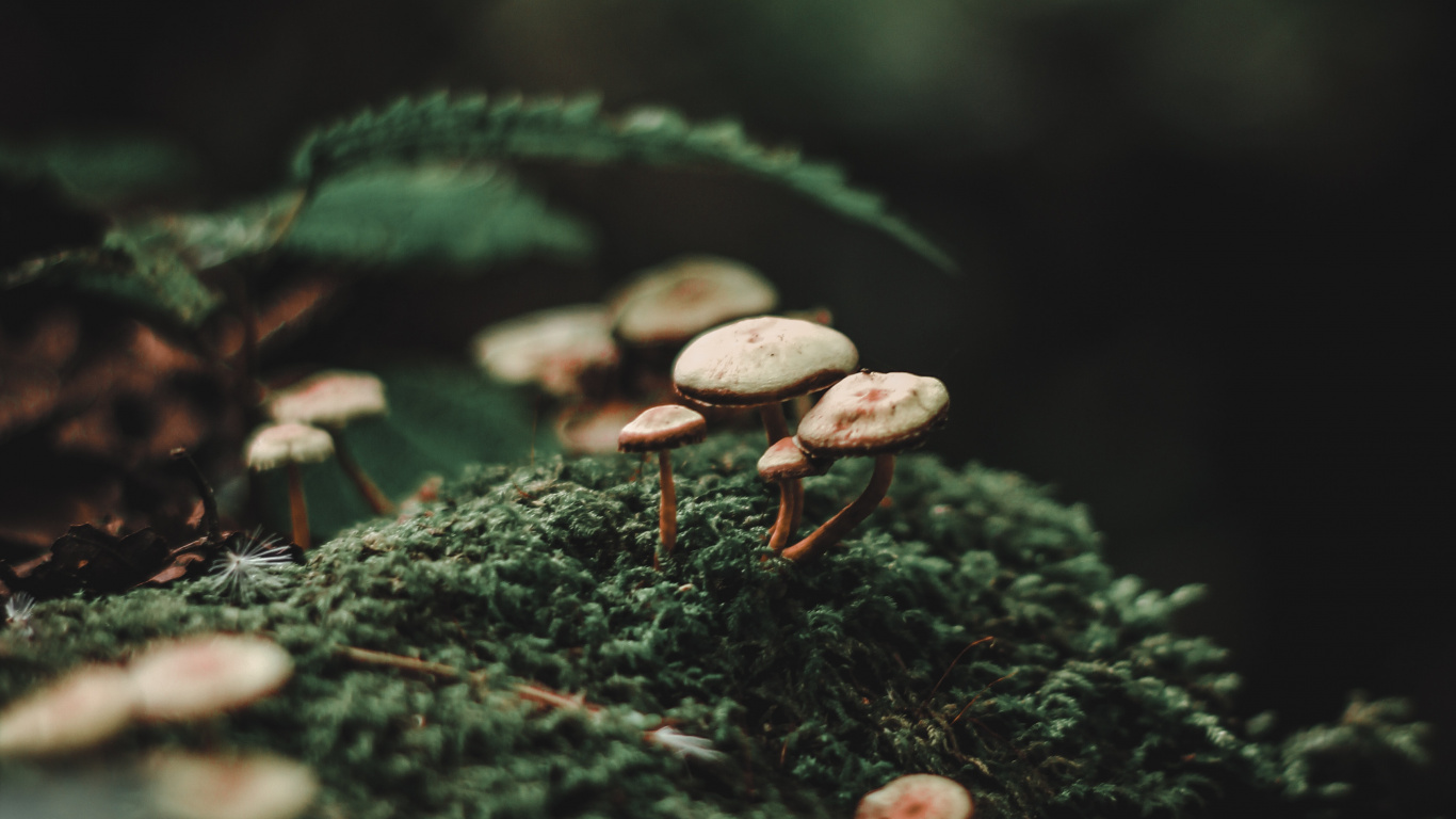 Обои лес, боке, зеленый, природа, лист в разрешении 1366x768