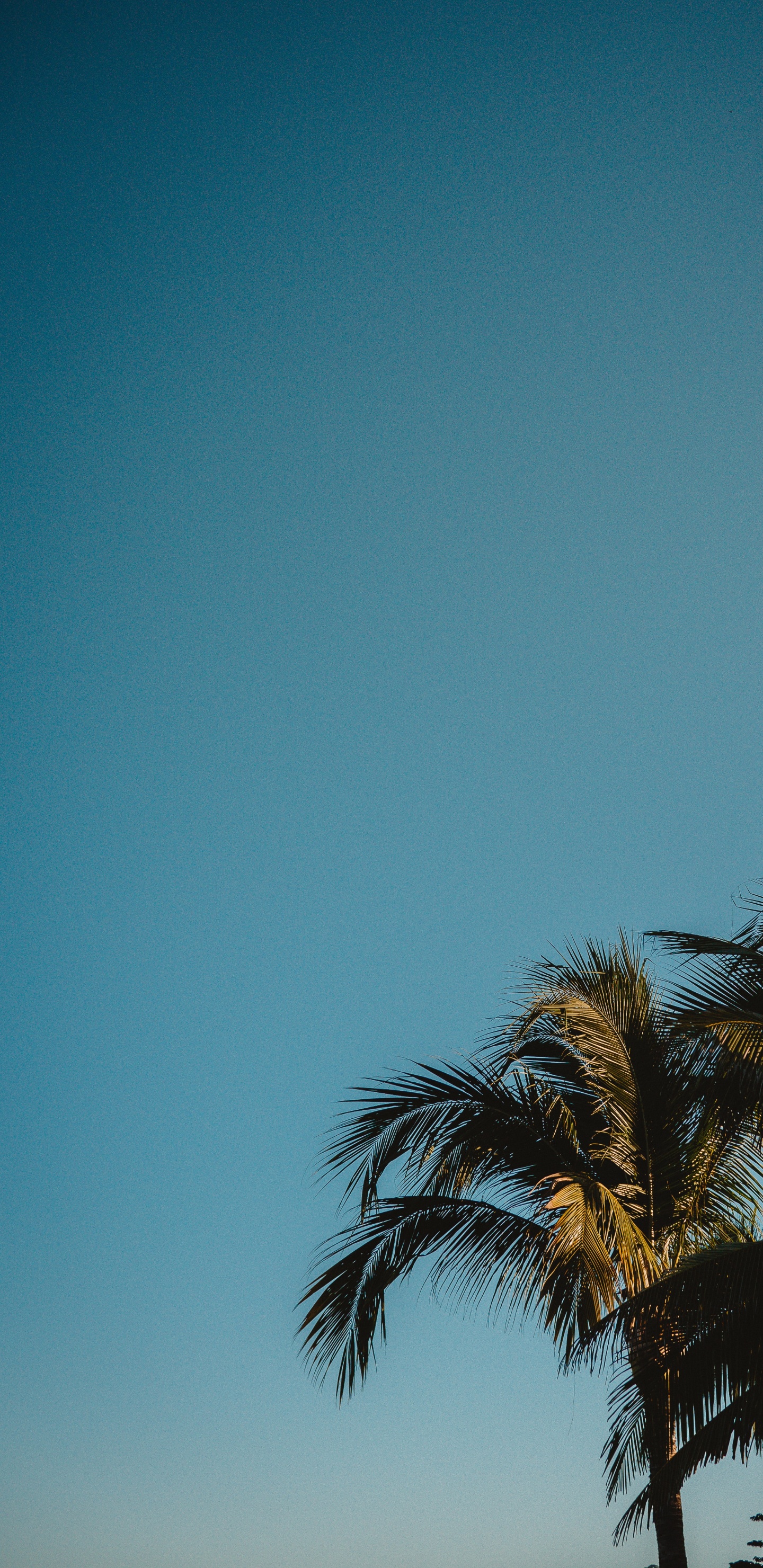 Обои растение, ночь, силуэт, древесные растения, золотой час в разрешении 1440x2960