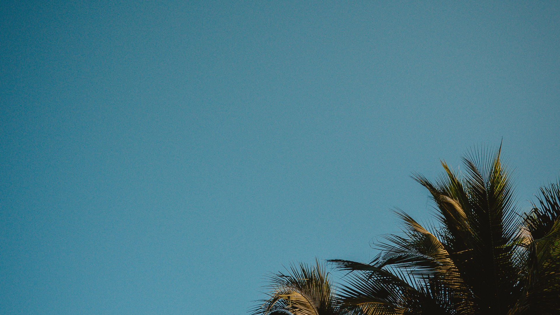 Обои растение, ночь, силуэт, древесные растения, золотой час в разрешении 1920x1080