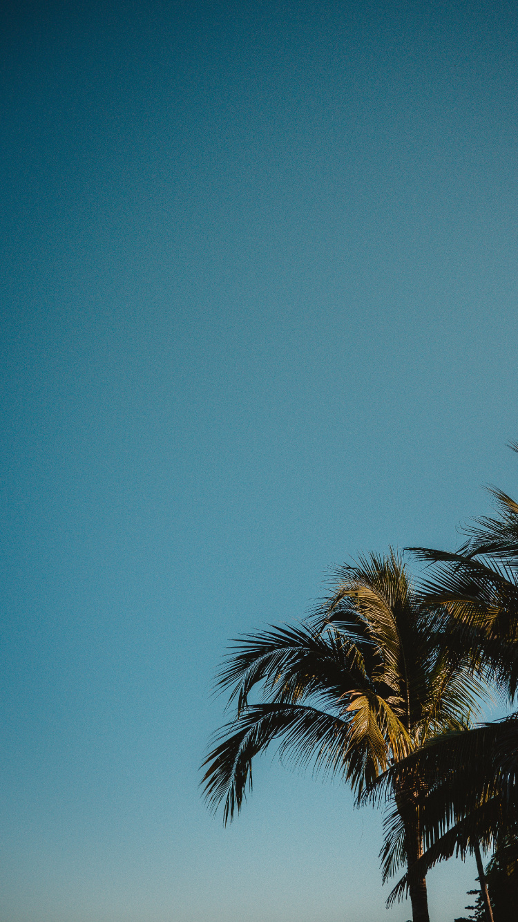 Обои растение, ночь, силуэт, древесные растения, золотой час в разрешении 750x1334