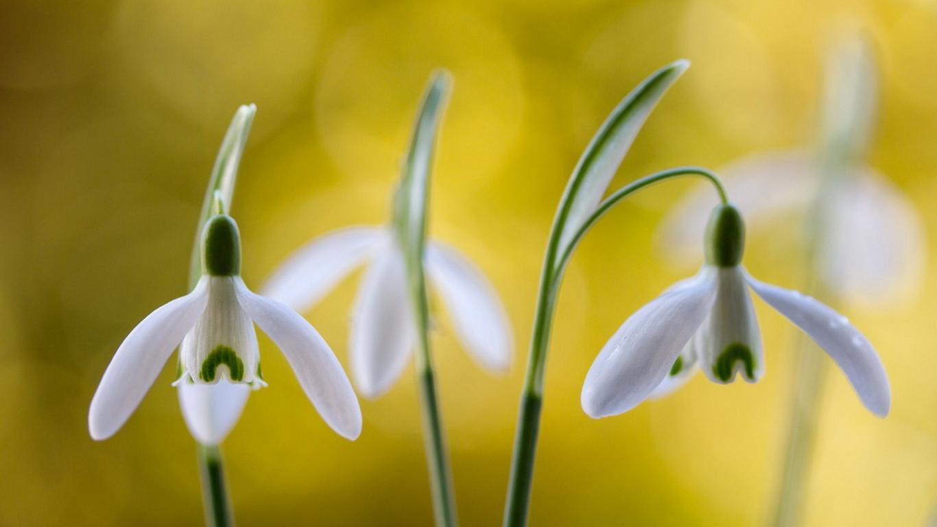 Обои подснежник, цветковое растение, галантус, растение, желтый в разрешении 1366x768