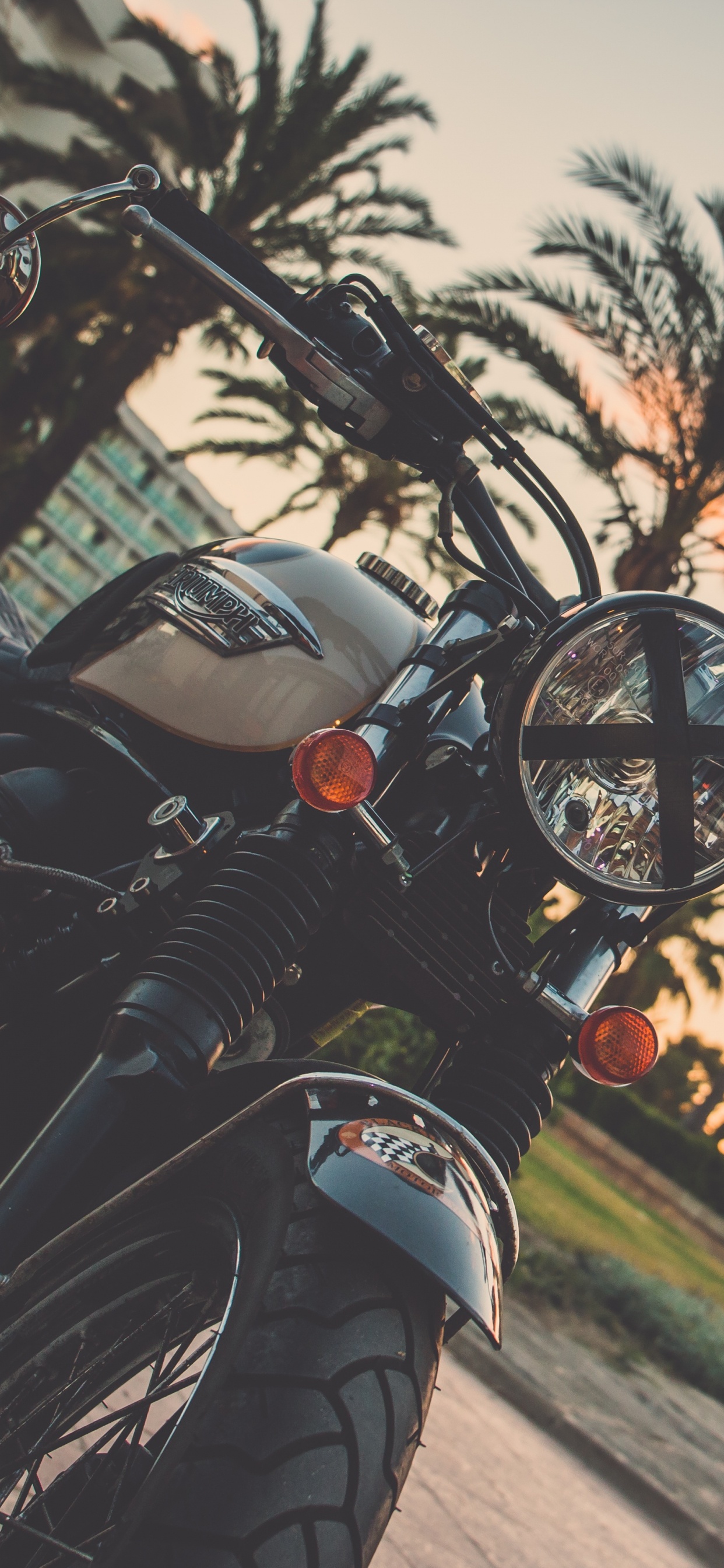 Обои мотоцикл, пальмовые рощи, велосипед, дерево, Пальма в разрешении 1242x2688