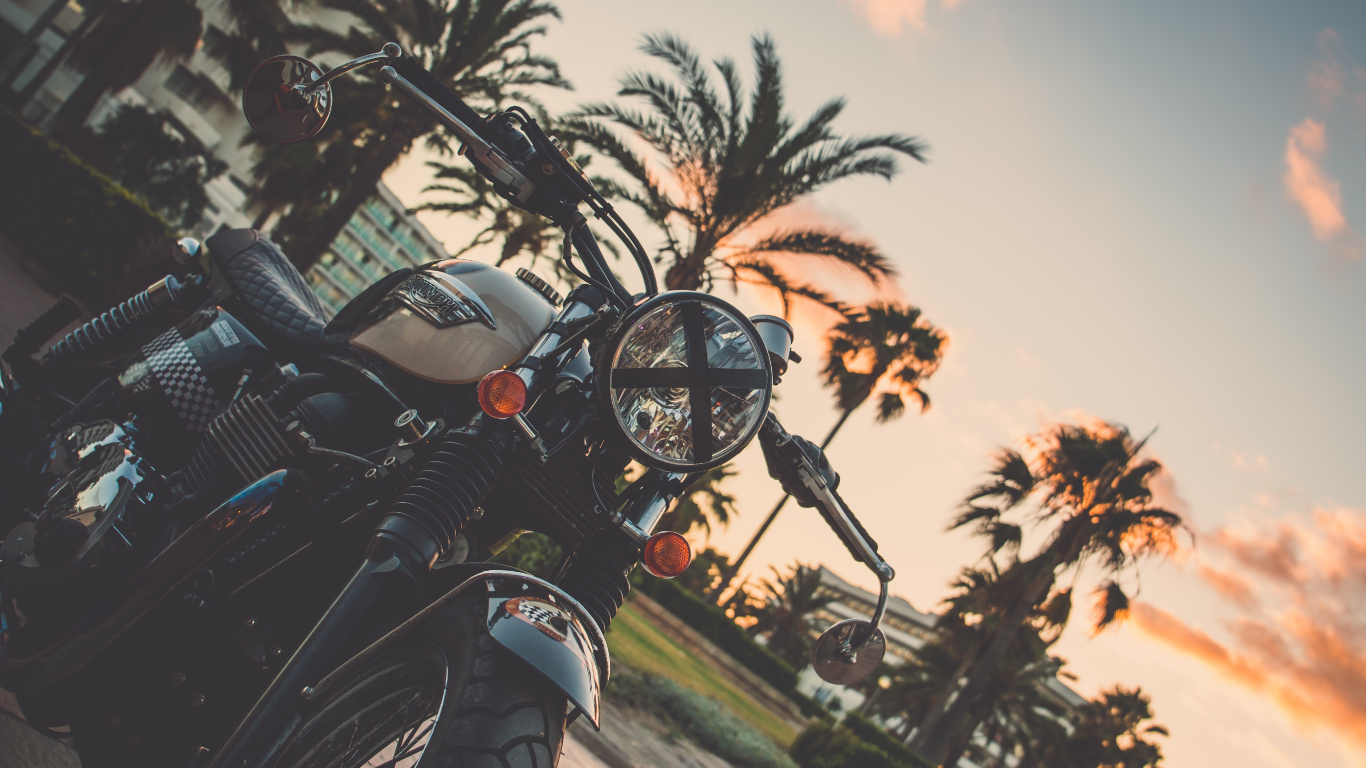 Обои мотоцикл, пальмовые рощи, велосипед, дерево, Пальма в разрешении 1366x768