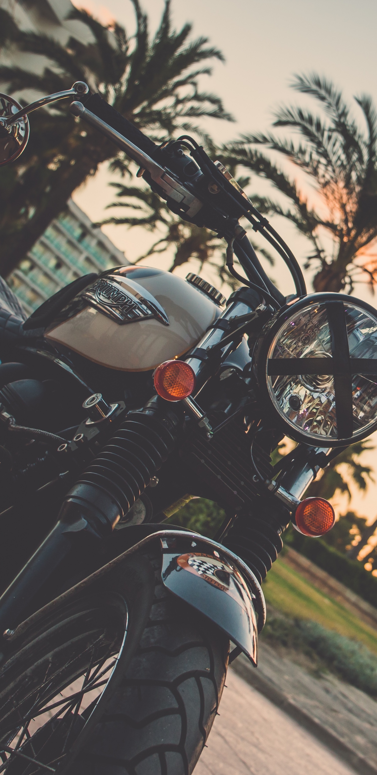 Обои мотоцикл, пальмовые рощи, велосипед, дерево, Пальма в разрешении 1440x2960