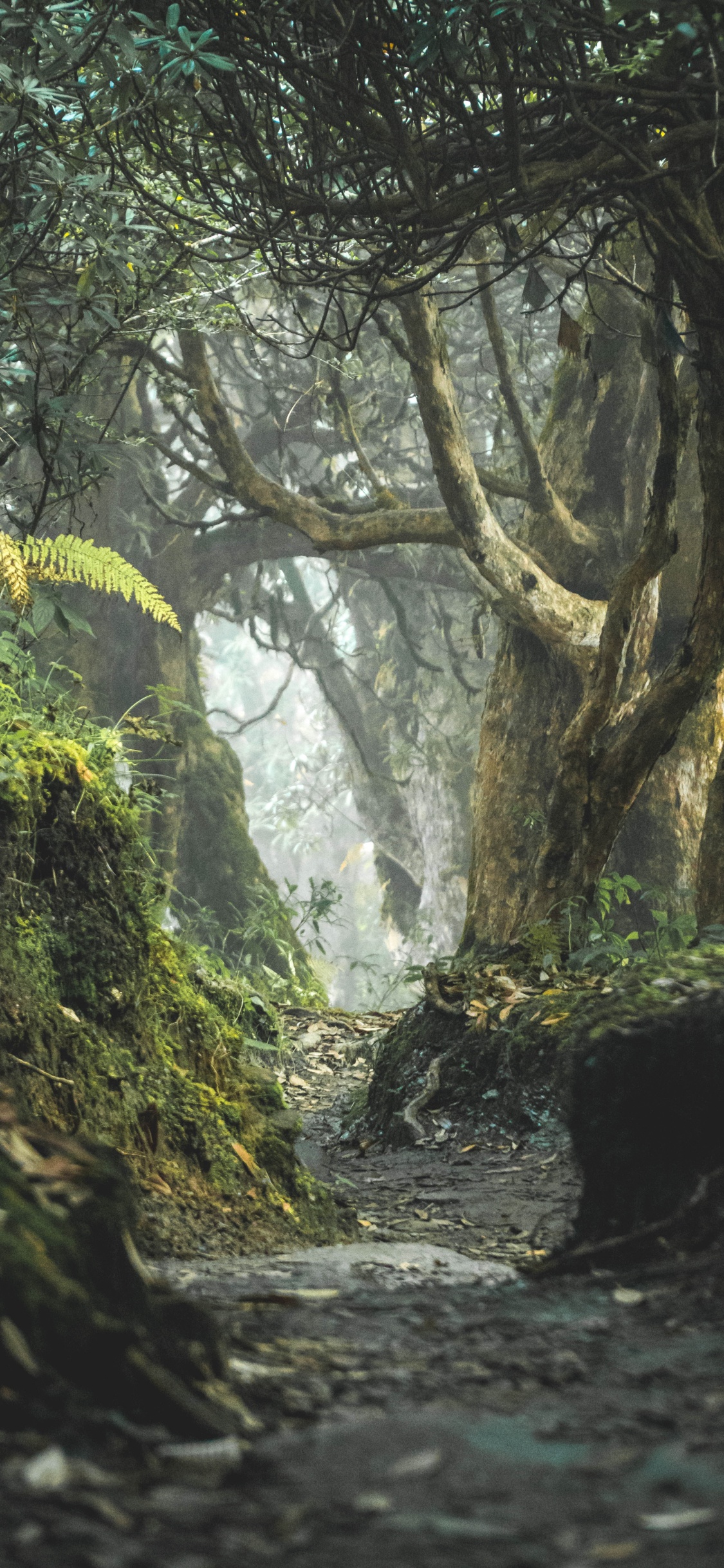 Обои природный ландшафт, лесистая местность, картинная рамка, растительность, лес в разрешении 1125x2436