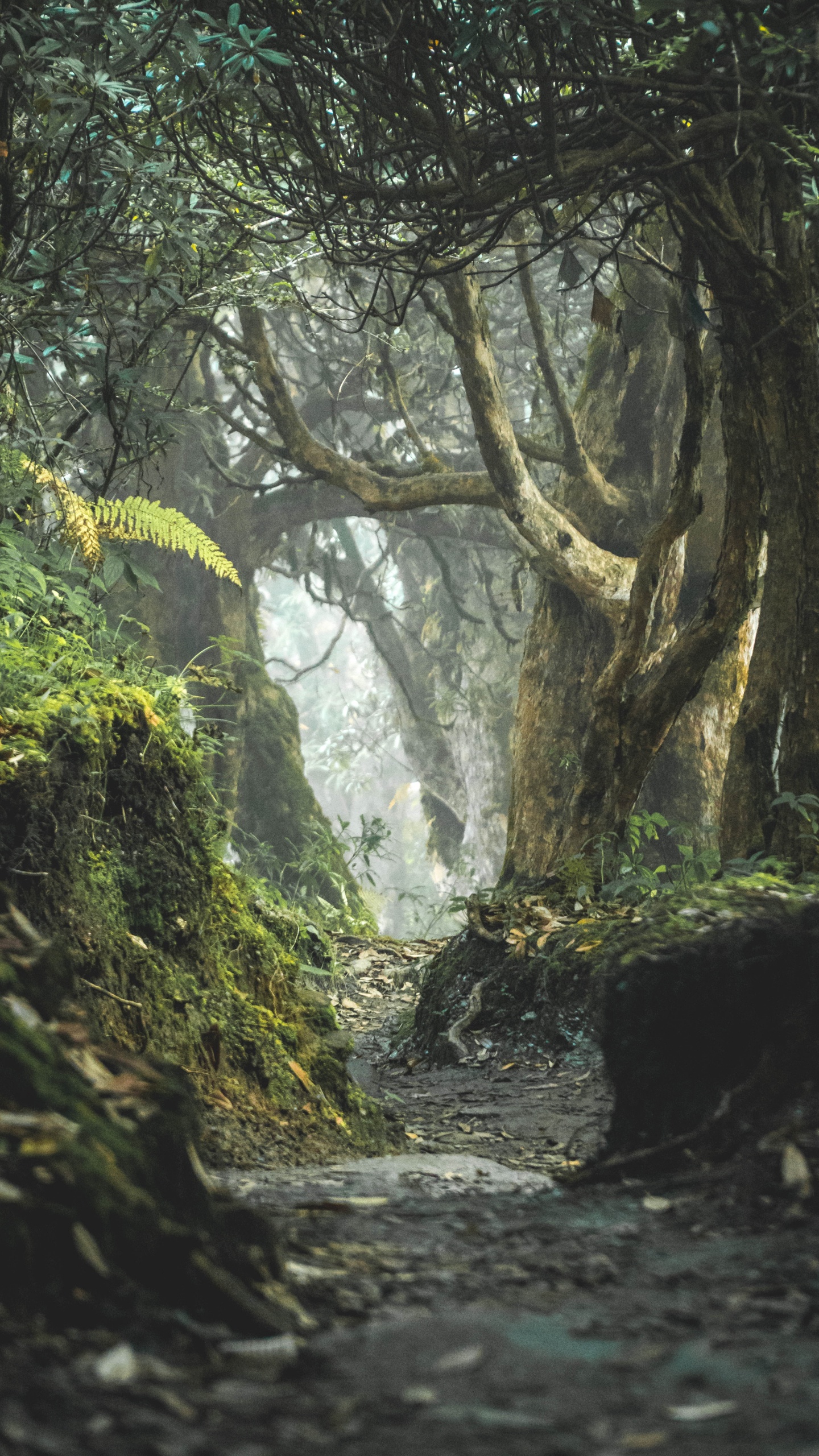 Обои природный ландшафт, лесистая местность, картинная рамка, растительность, лес в разрешении 1440x2560
