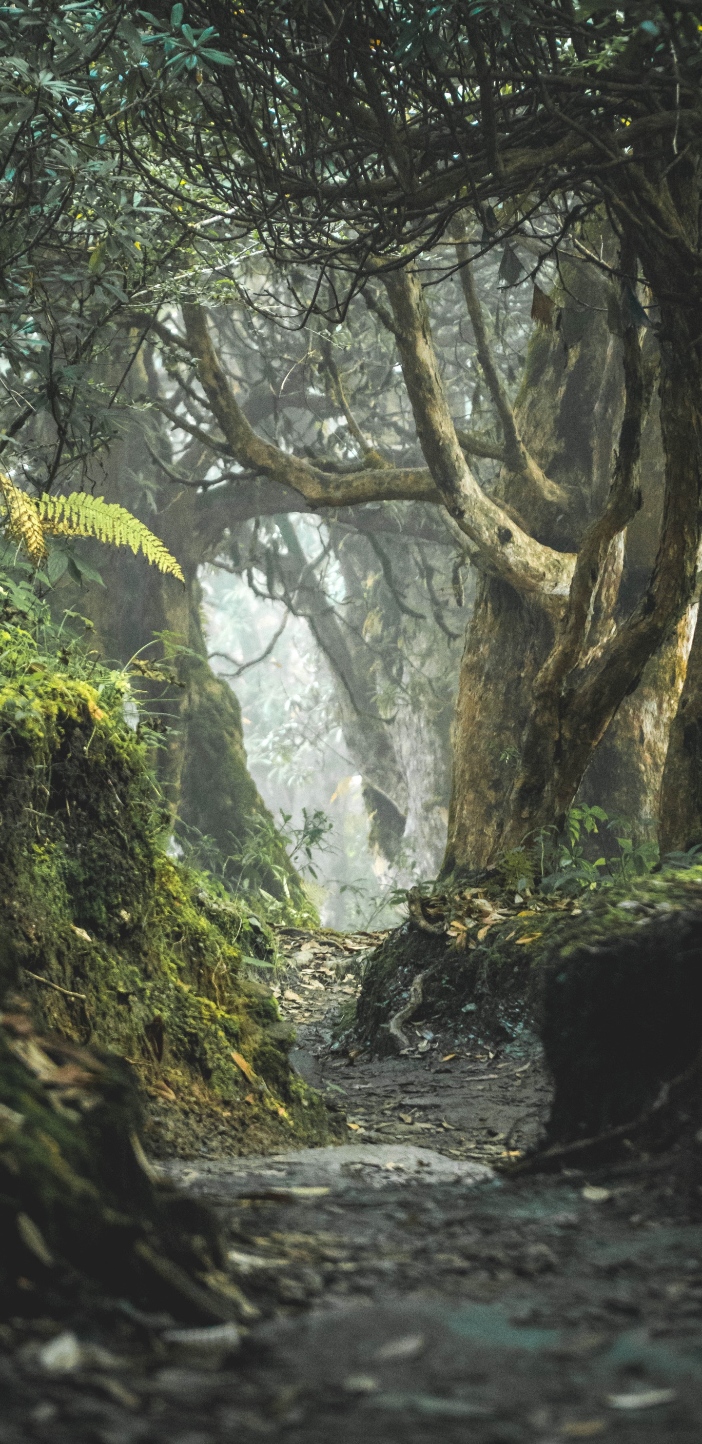 Обои природный ландшафт, лесистая местность, картинная рамка, растительность, лес в разрешении 1440x2960