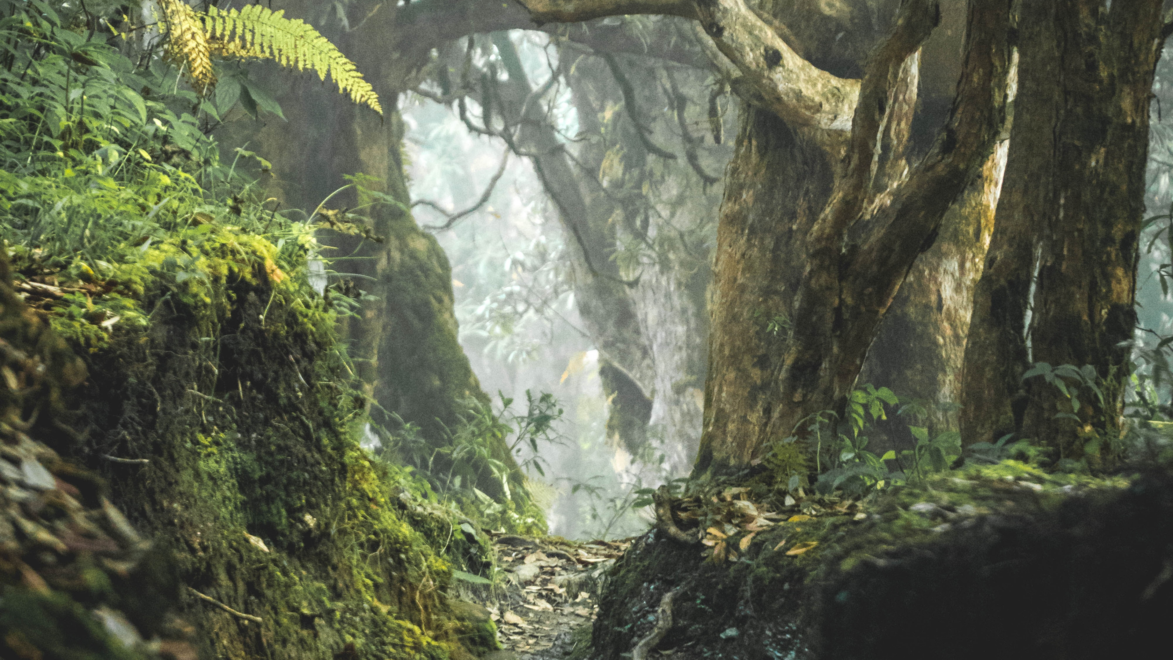 Обои природный ландшафт, лесистая местность, картинная рамка, растительность, лес в разрешении 3840x2160