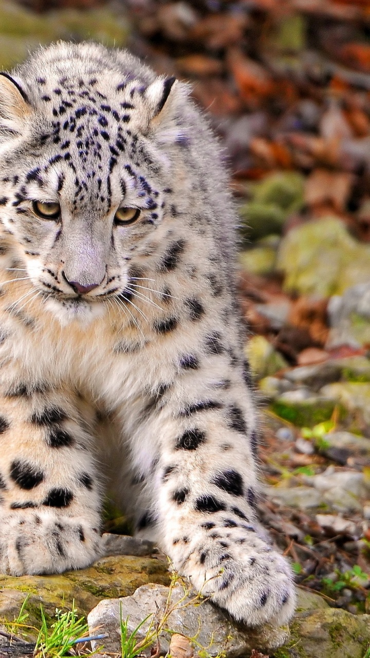 Обои Леопард, снежный Барс, большая кошка, наземные животные, дымчатый леопард в разрешении 720x1280