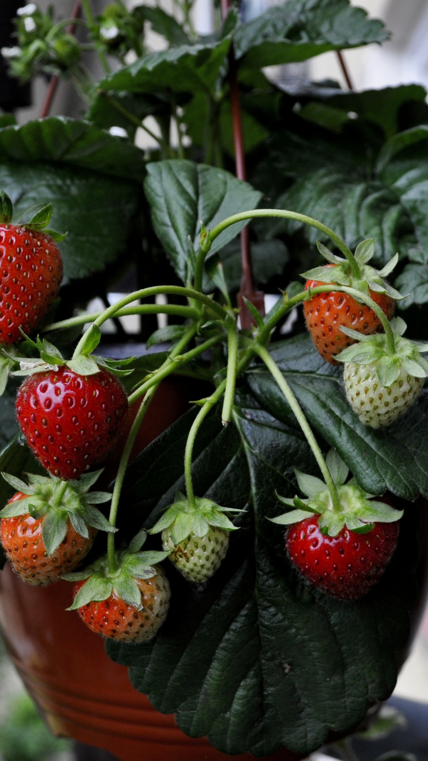 Обои клубника, ягоды, фрукты, природные продукты, растение в разрешении 1440x2560