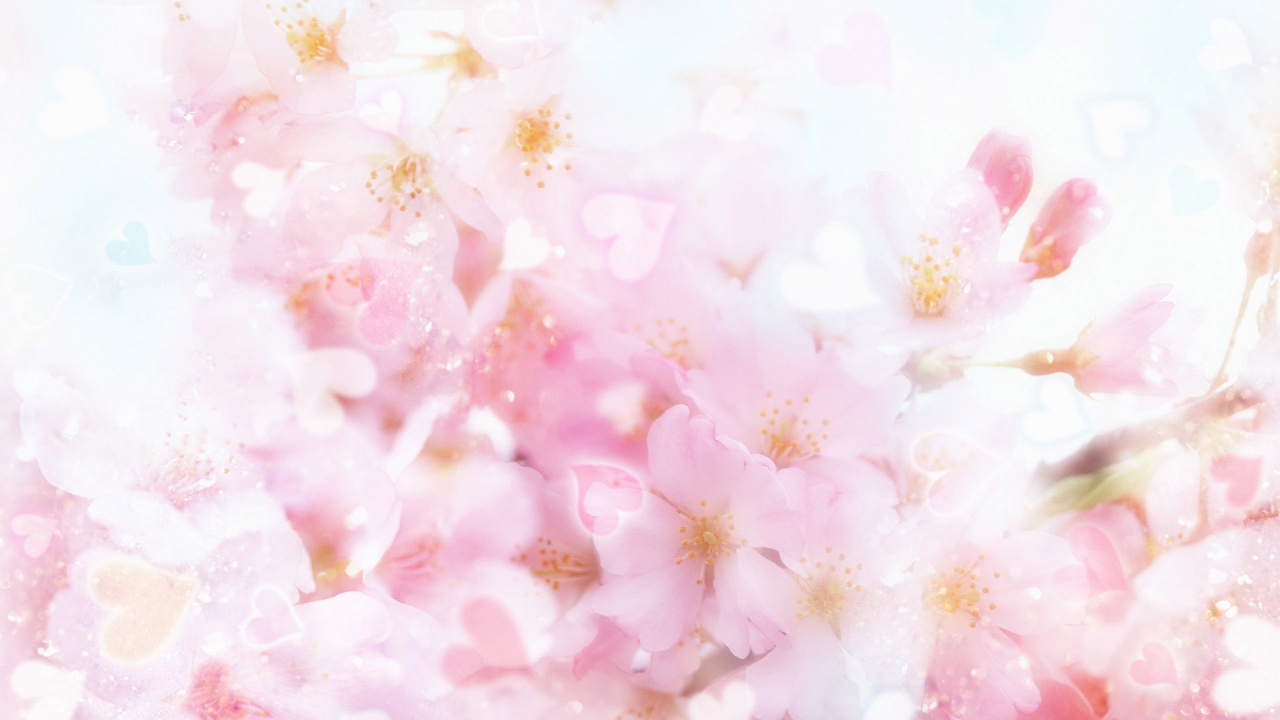 Обои цветок, розовый, лепесток, весна, расцвет в разрешении 1280x720