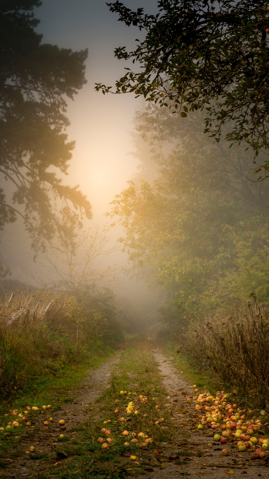 Обои дерево, природа, природный ландшафт, солнечный свет, утро в разрешении 1080x1920