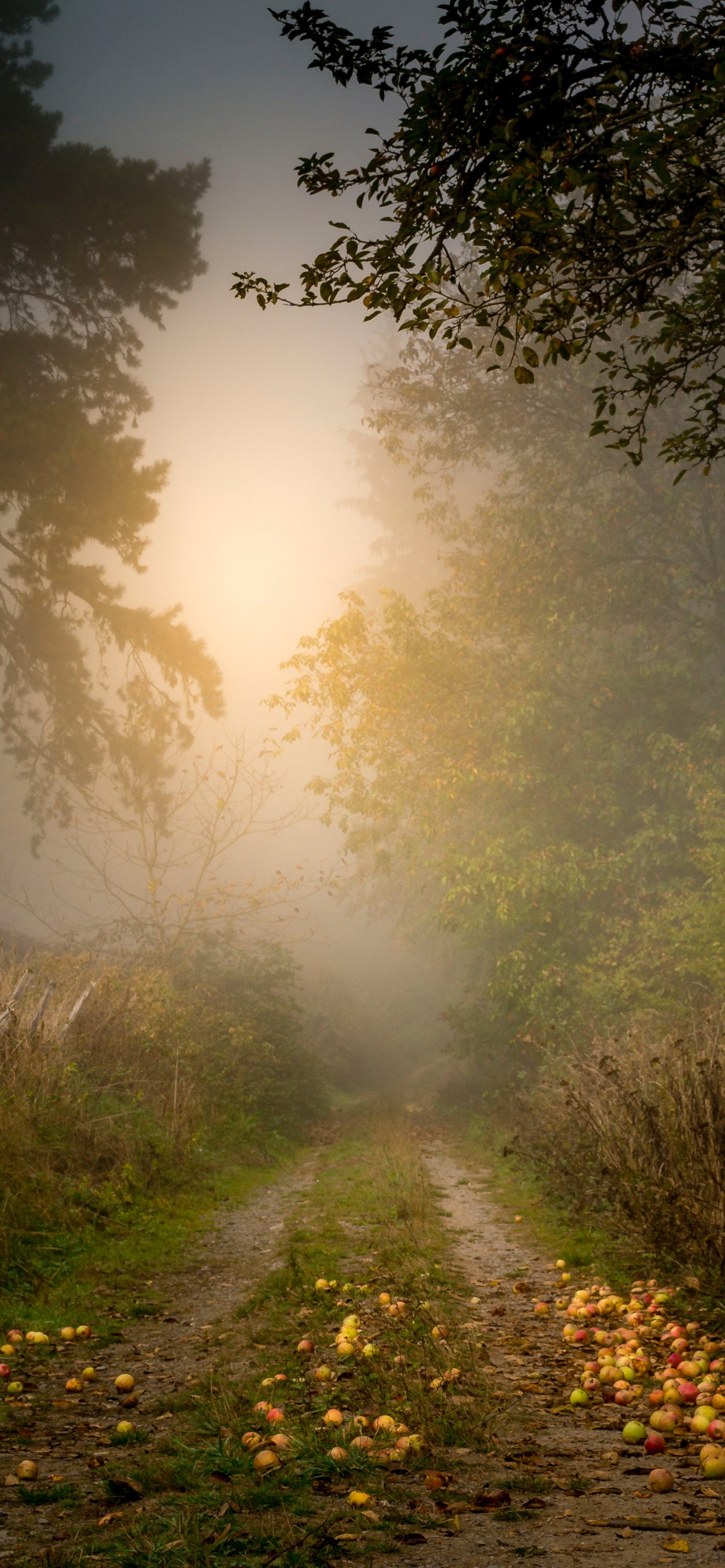 Обои дерево, природа, природный ландшафт, солнечный свет, утро в разрешении 1242x2688