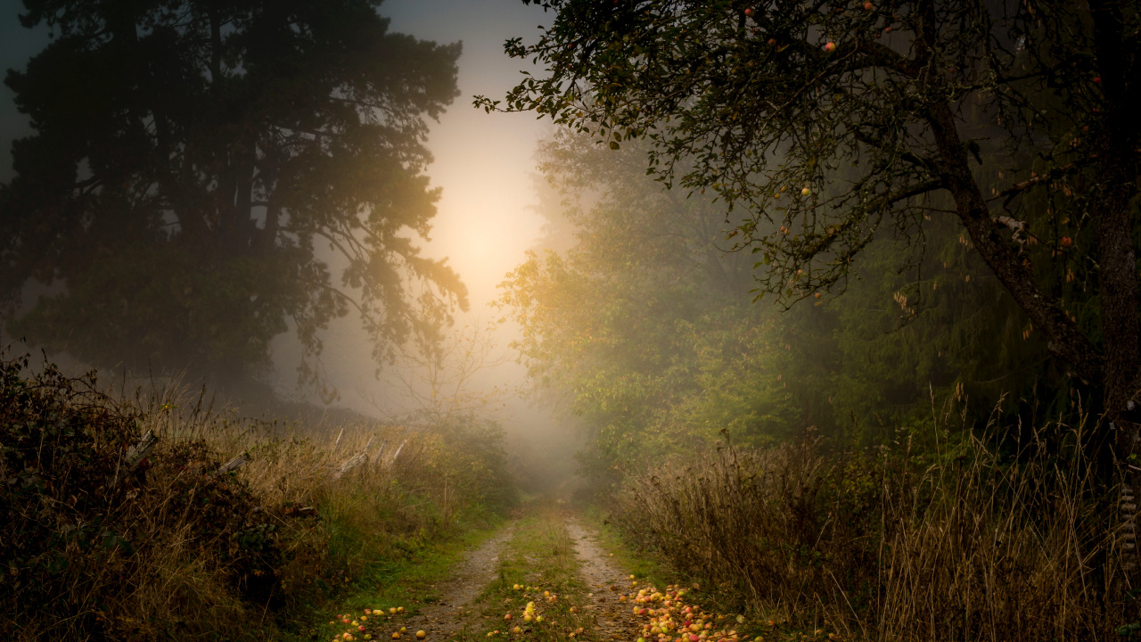 Обои дерево, природа, природный ландшафт, солнечный свет, утро в разрешении 1280x720