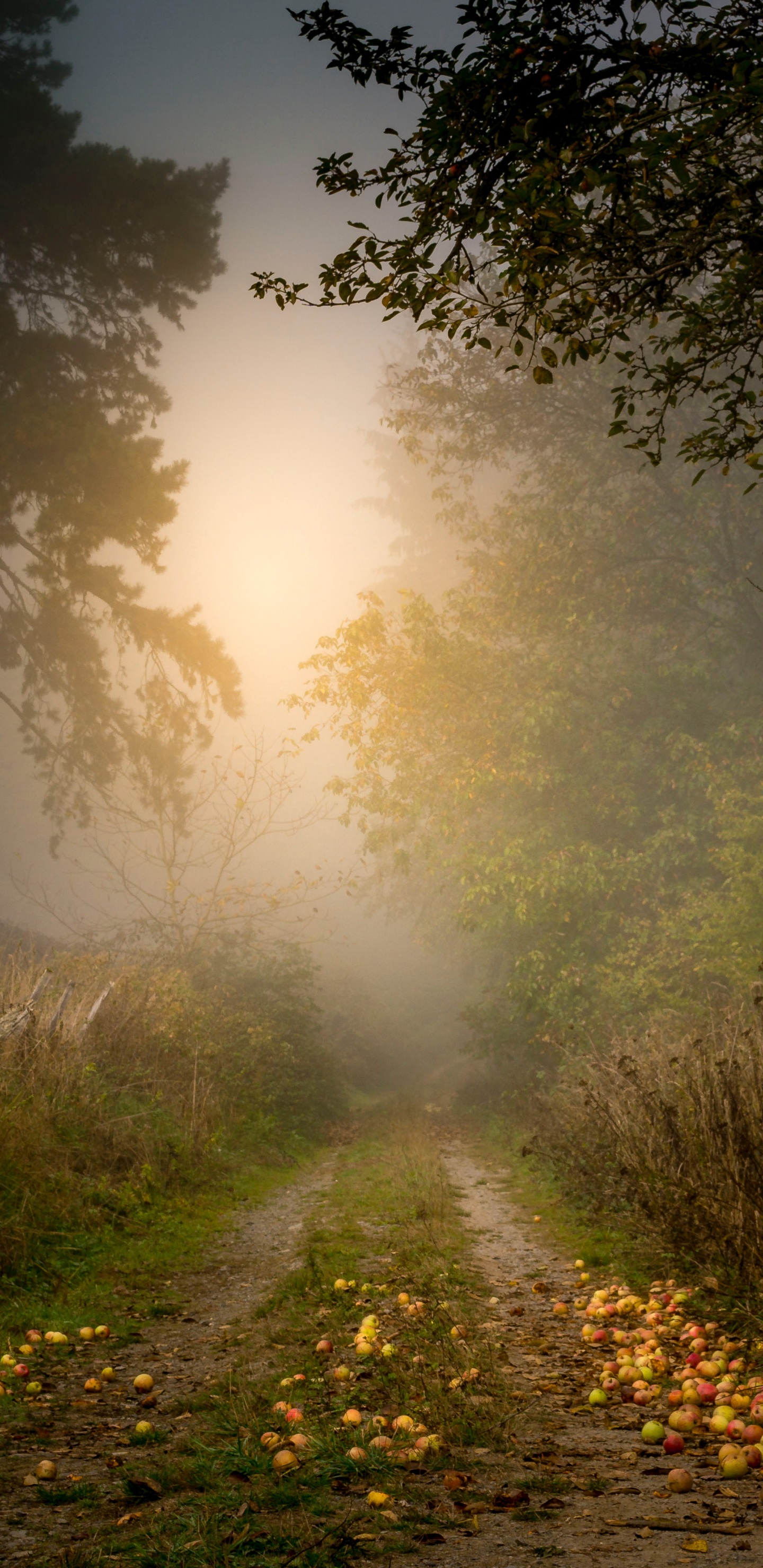 Обои дерево, природа, природный ландшафт, солнечный свет, утро в разрешении 1440x2960