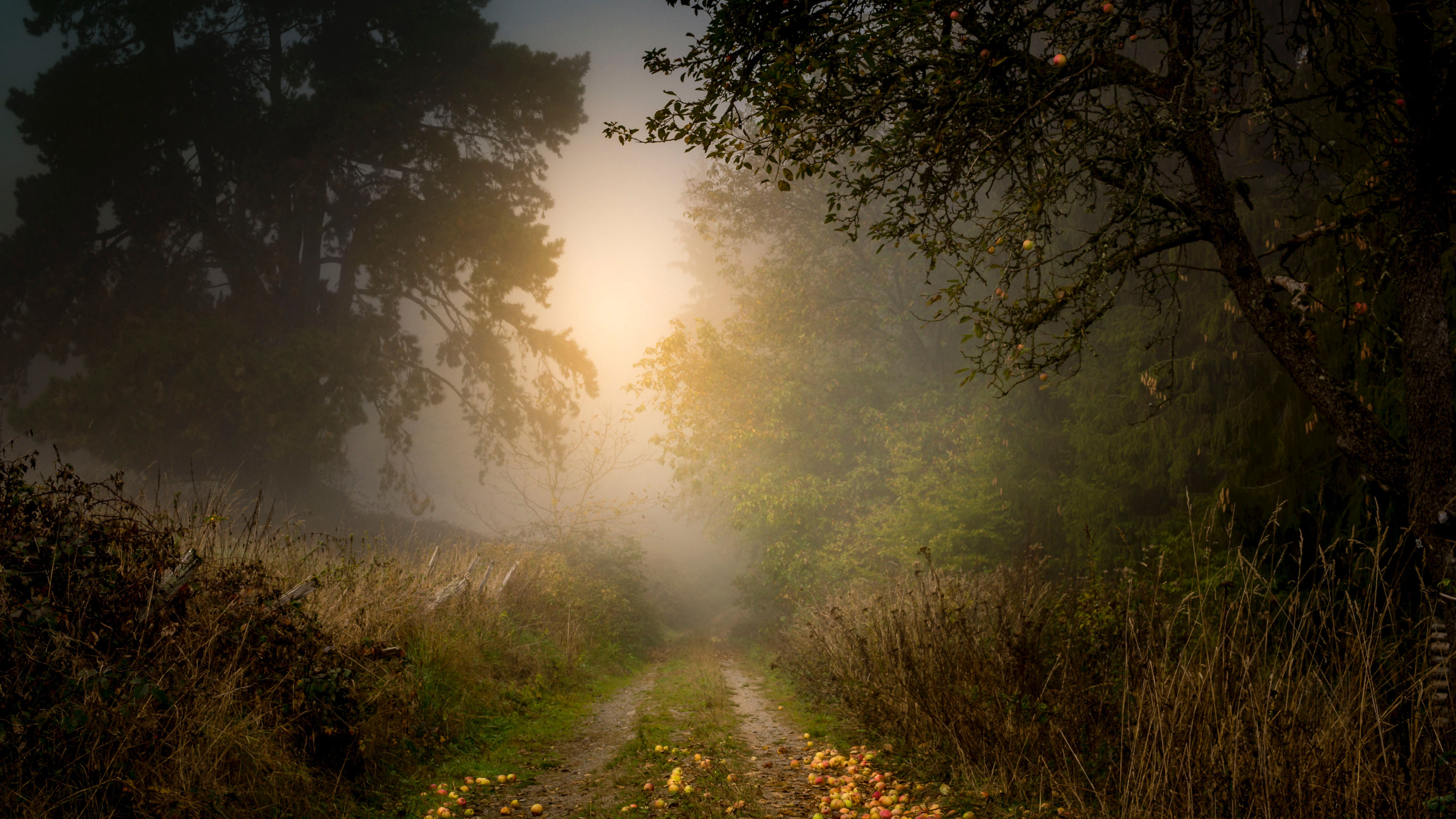 Обои дерево, природа, природный ландшафт, солнечный свет, утро в разрешении 3840x2160