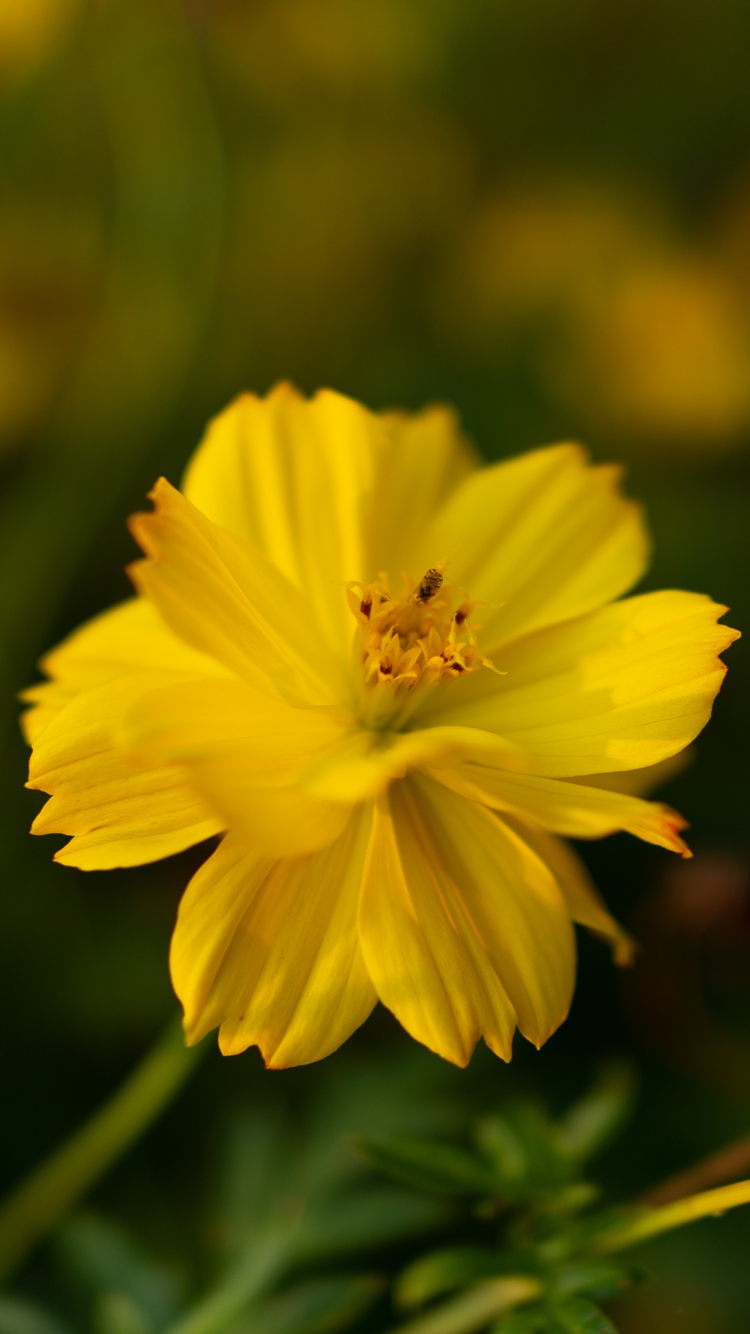 Обои цветок, цветковое растение, растение, желтый, лепесток в разрешении 1080x1920