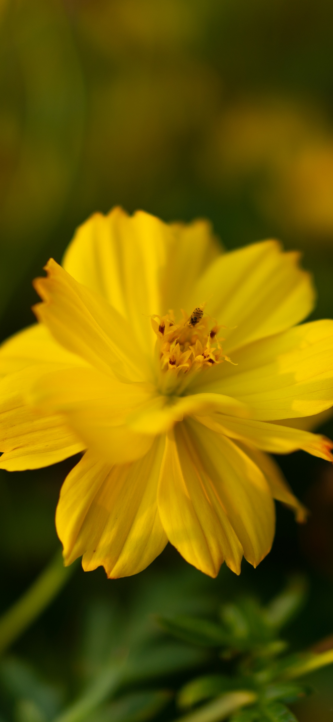 Обои цветок, цветковое растение, растение, желтый, лепесток в разрешении 1125x2436