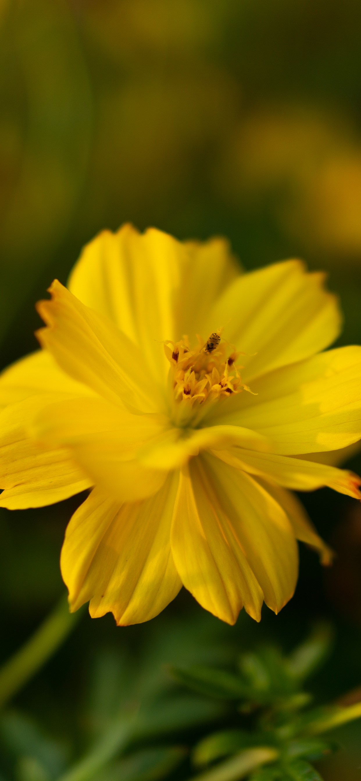 Обои цветок, цветковое растение, растение, желтый, лепесток в разрешении 1242x2688