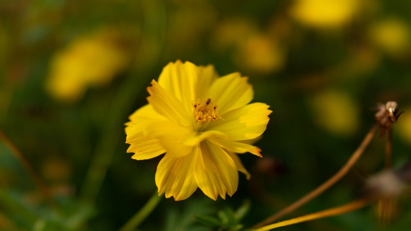 Обои цветок, цветковое растение, растение, желтый, лепесток в разрешении 1366x768