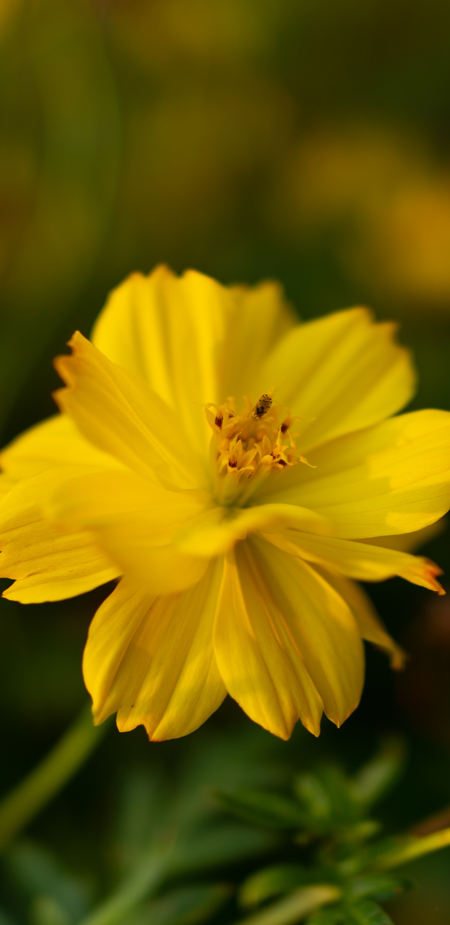 Обои цветок, цветковое растение, растение, желтый, лепесток в разрешении 1440x2960