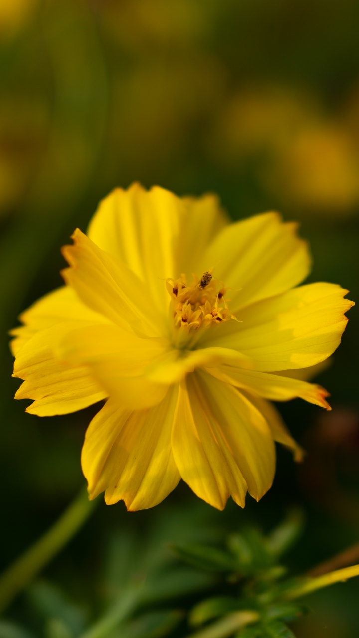 Обои цветок, цветковое растение, растение, желтый, лепесток в разрешении 720x1280