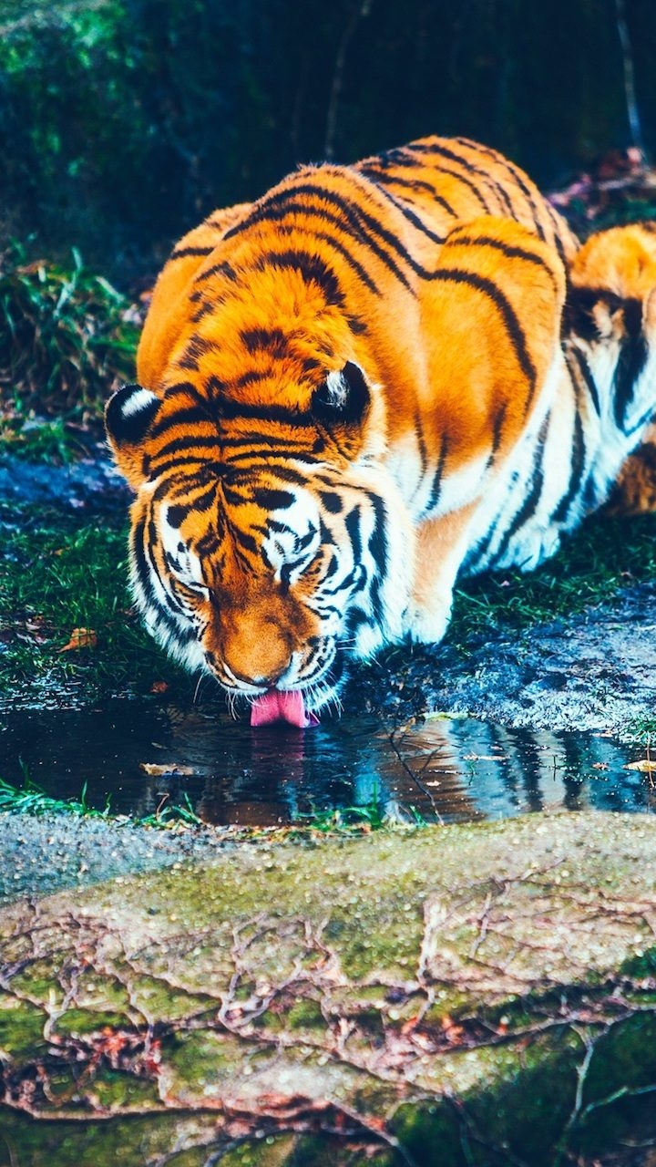 Обои Белый тигр, бенгальский тигр, тигр, живая природа, Амурский тигр в разрешении 720x1280