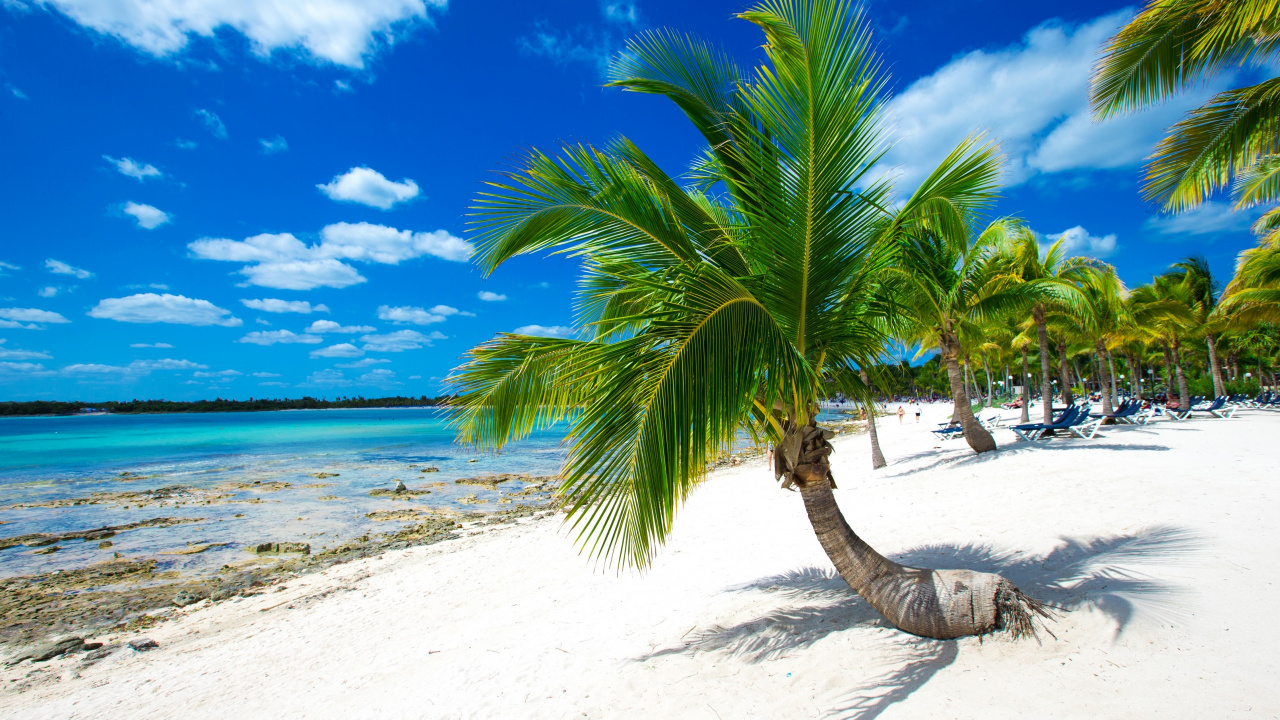 Обои пляж, пальмовые рощи, песок, побережье, море в разрешении 1280x720