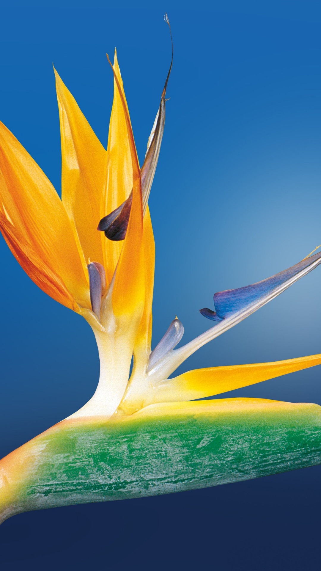 Обои цветок, растение, ботаники, райская птица, геликония в разрешении 1080x1920