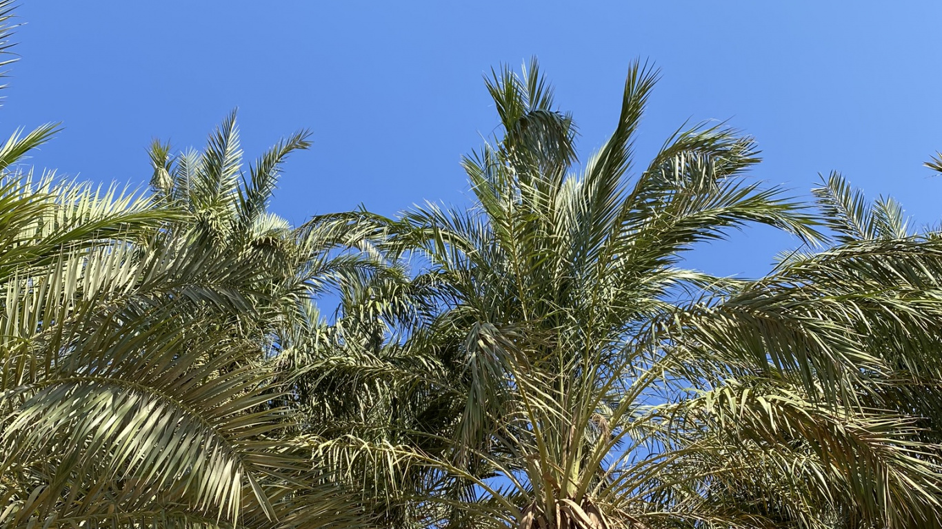 Обои Бабассу, финиковая пальма, растительность, древесные растения, наземное растение в разрешении 1366x768