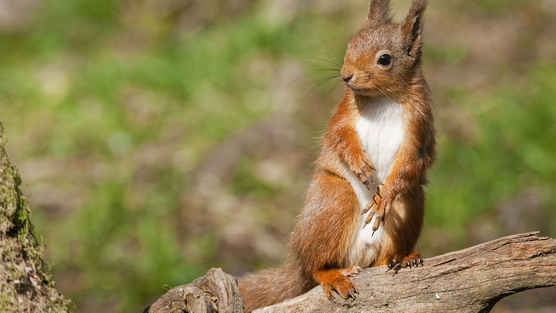 Обои грызун, бурундук, белка, живая природа, наземные животные в разрешении 1920x1080