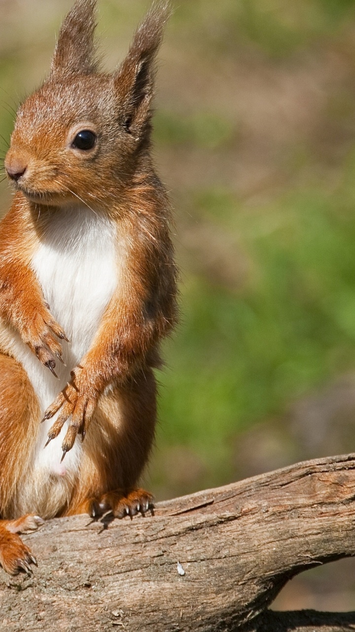 Обои грызун, бурундук, белка, живая природа, наземные животные в разрешении 720x1280