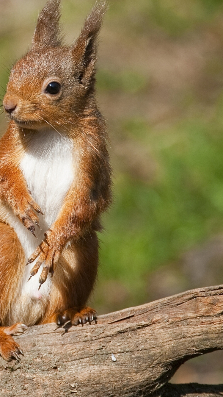 Обои грызун, бурундук, белка, живая природа, наземные животные в разрешении 750x1334
