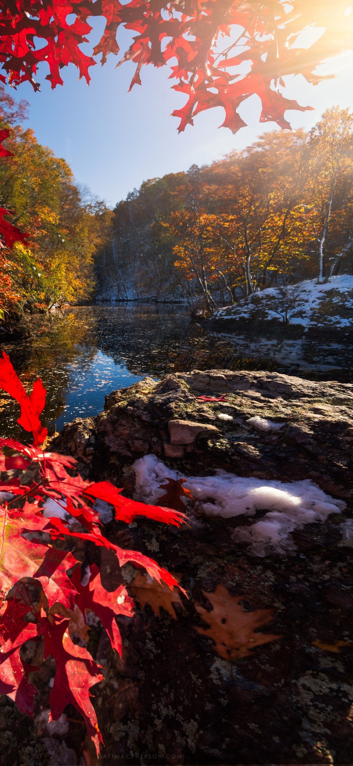 Обои отражение, свет, природный ландшафт, лист, ботаники в разрешении 1125x2436