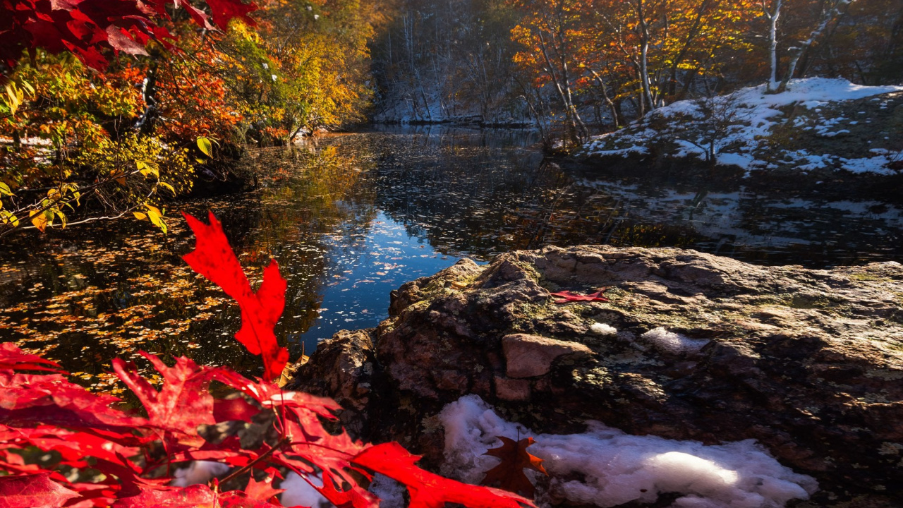 Обои отражение, свет, природный ландшафт, лист, ботаники в разрешении 1280x720