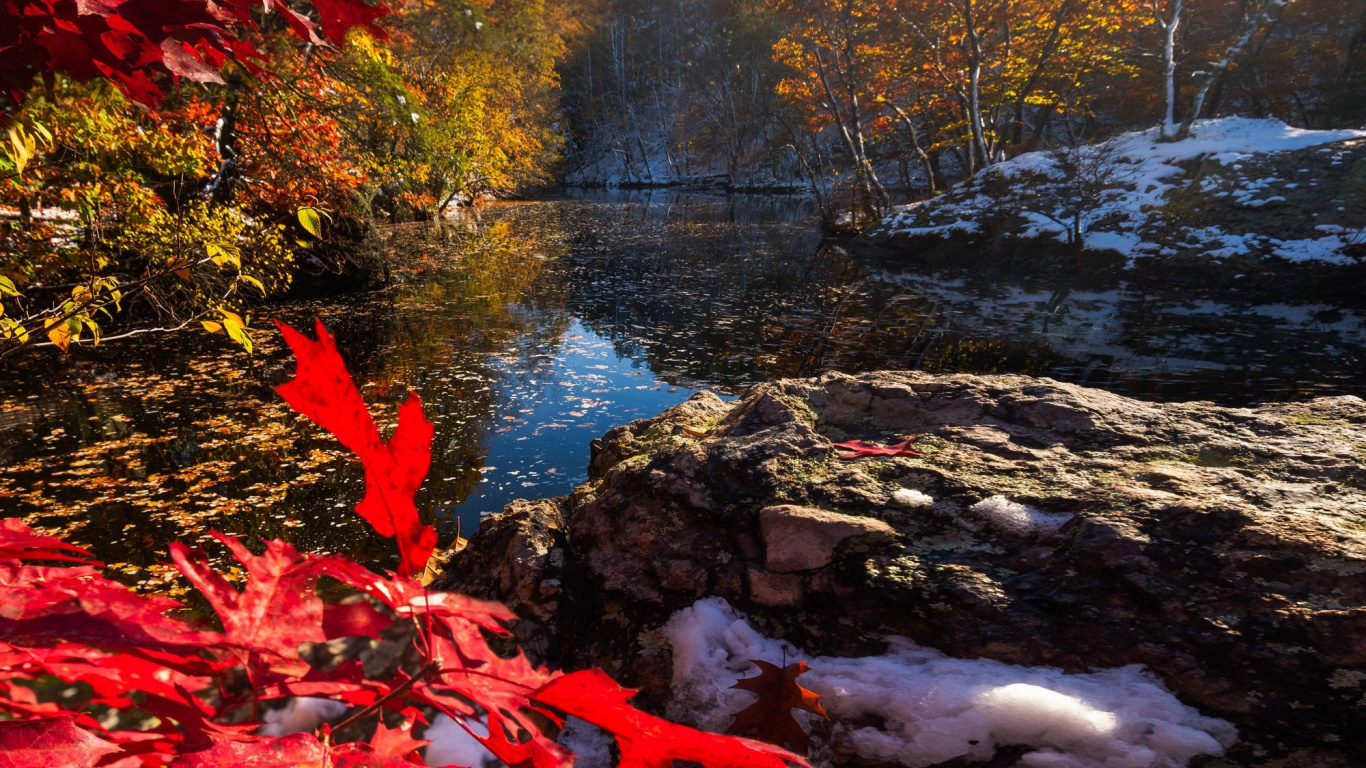 Обои отражение, свет, природный ландшафт, лист, ботаники в разрешении 1366x768