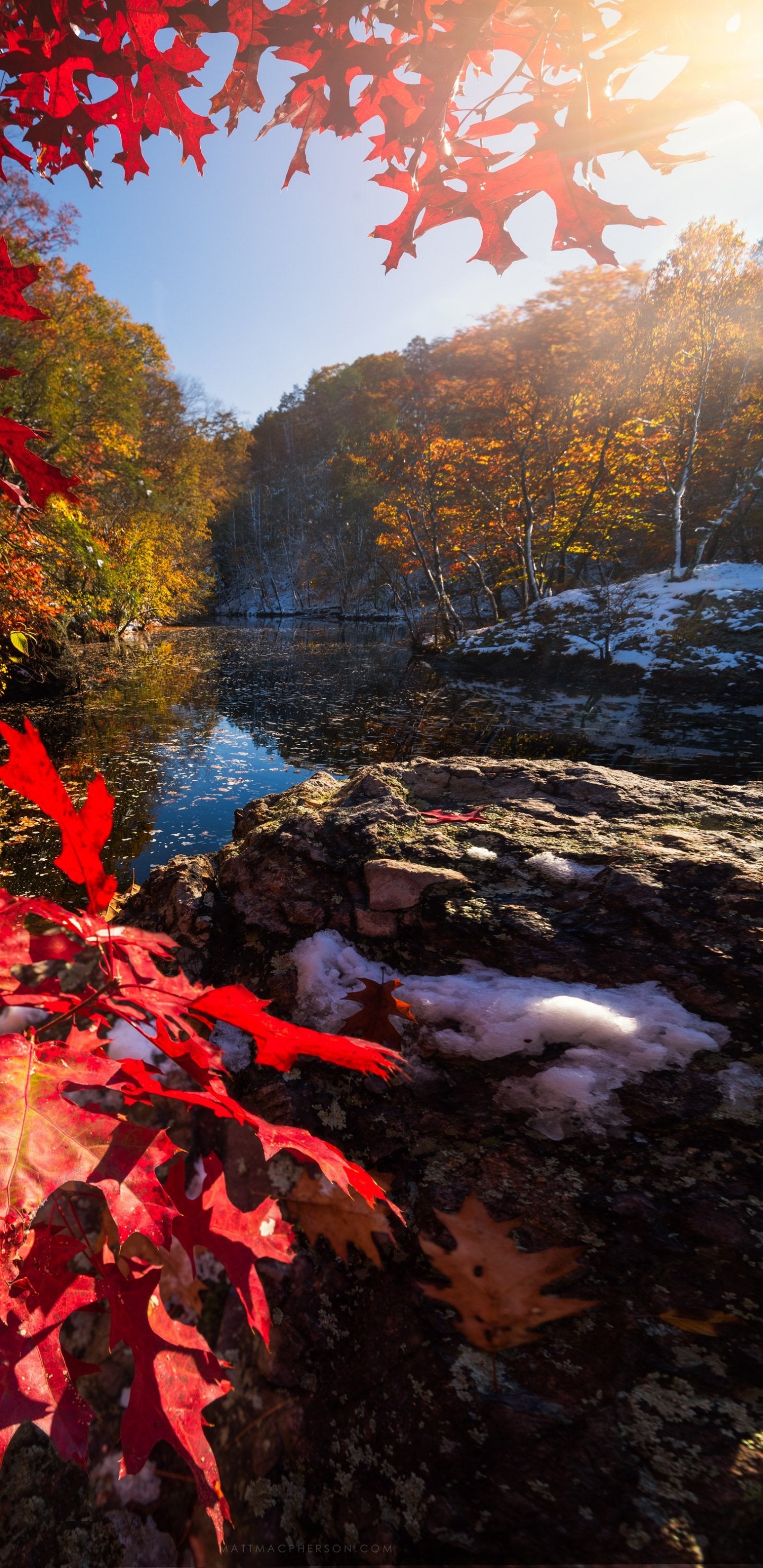 Обои отражение, свет, природный ландшафт, лист, ботаники в разрешении 1440x2960