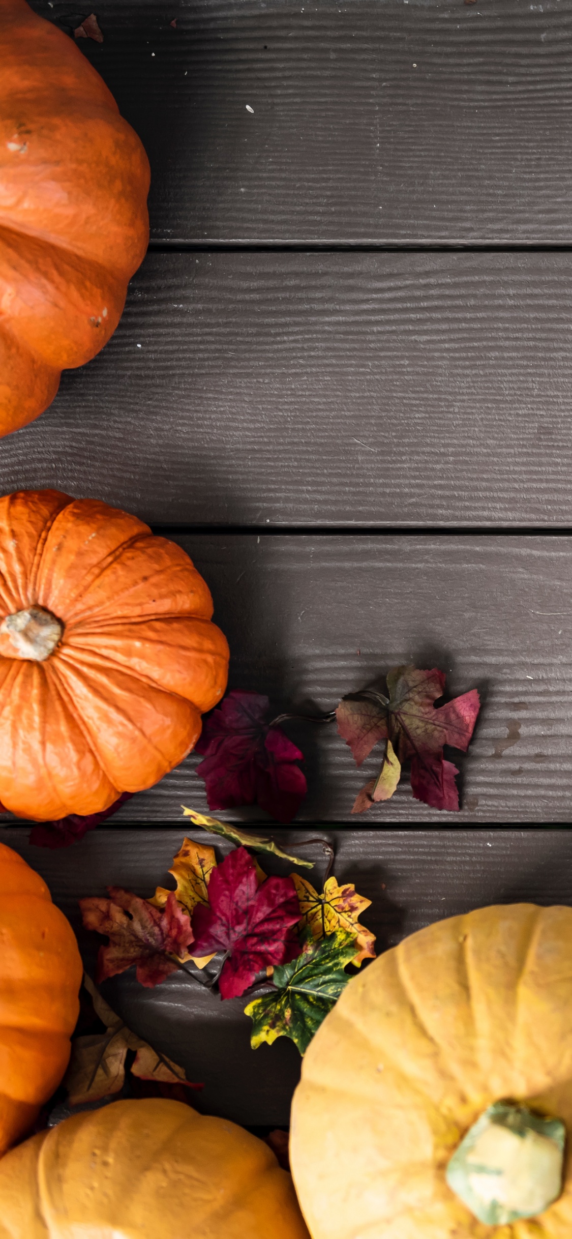 Обои осень, тыква, Поле тыква, пища, растение в разрешении 1125x2436