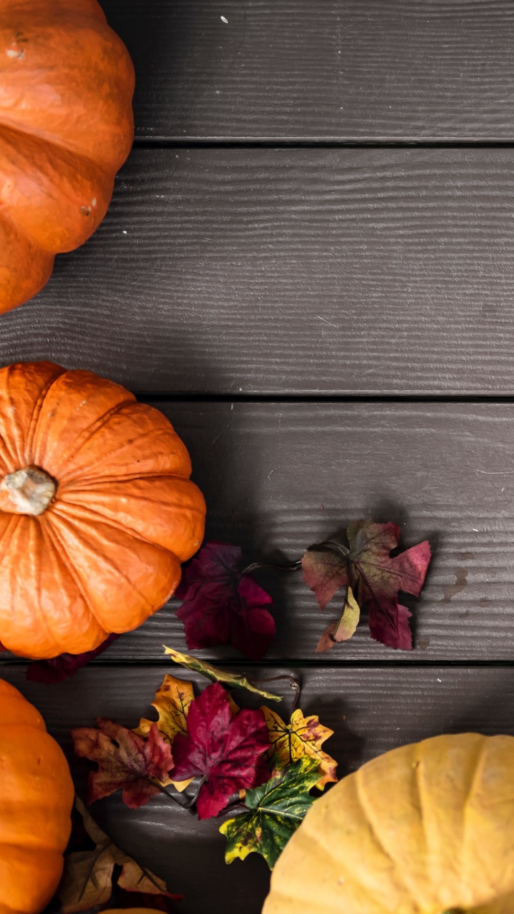 Обои осень, тыква, Поле тыква, пища, растение в разрешении 720x1280