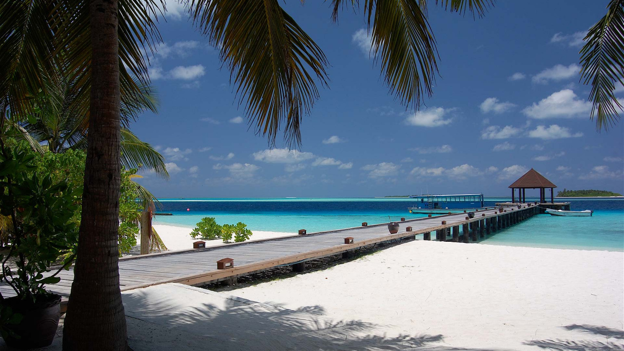 Обои Мальдивы, тропическая зона, отпуск, Пальма, море в разрешении 1280x720