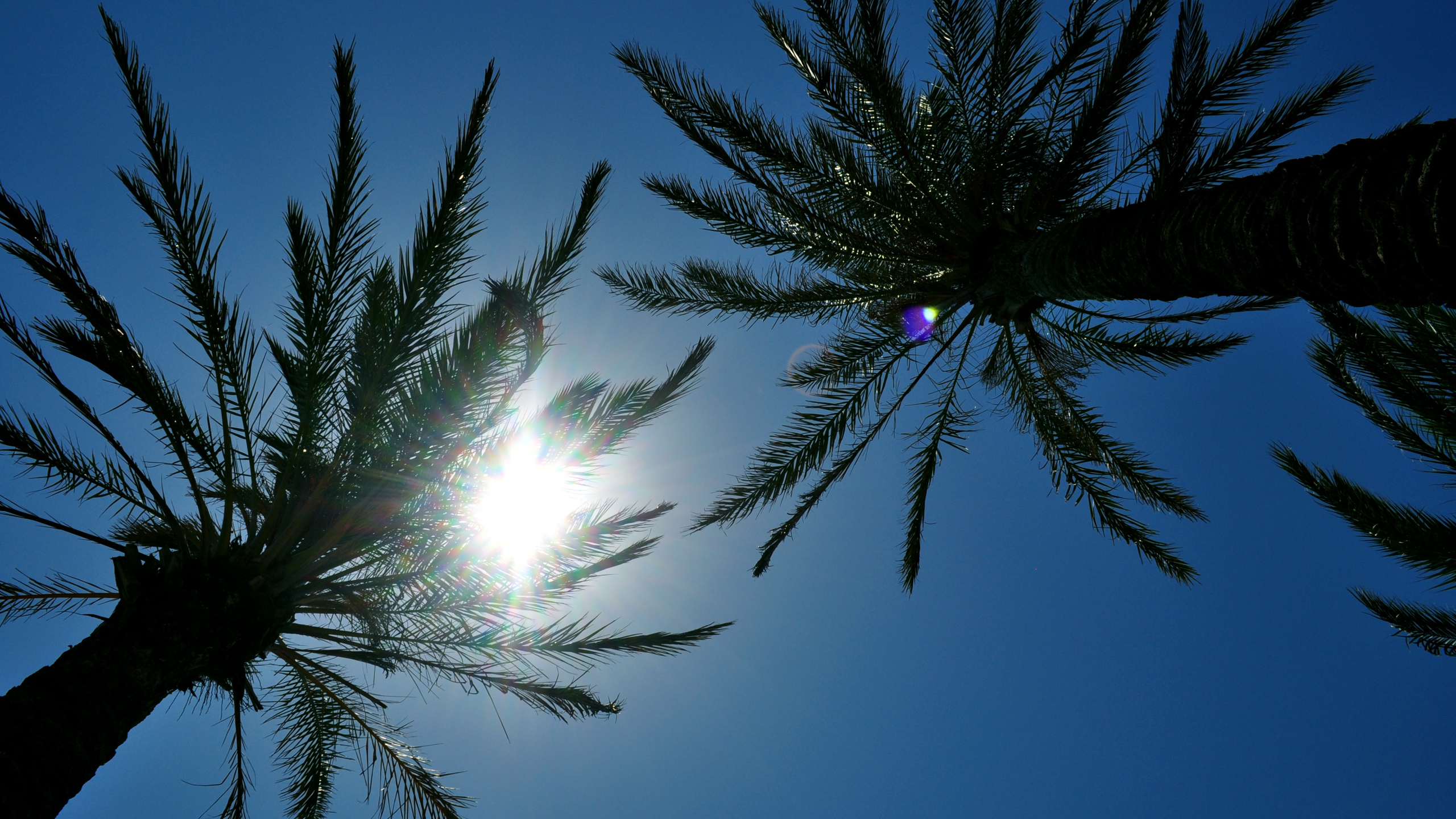 Пальмы солнце