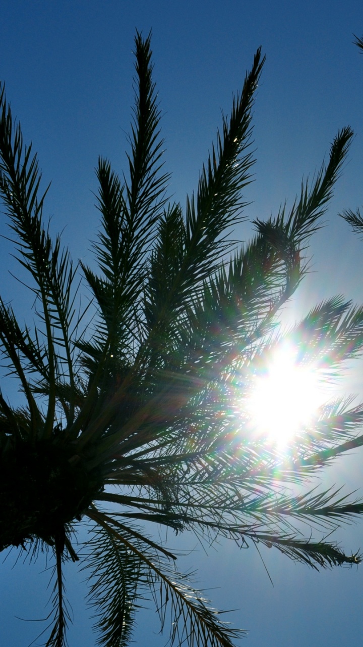 Обои Пальма, пальмовые рощи, дерево, природа, атмосфера в разрешении 720x1280