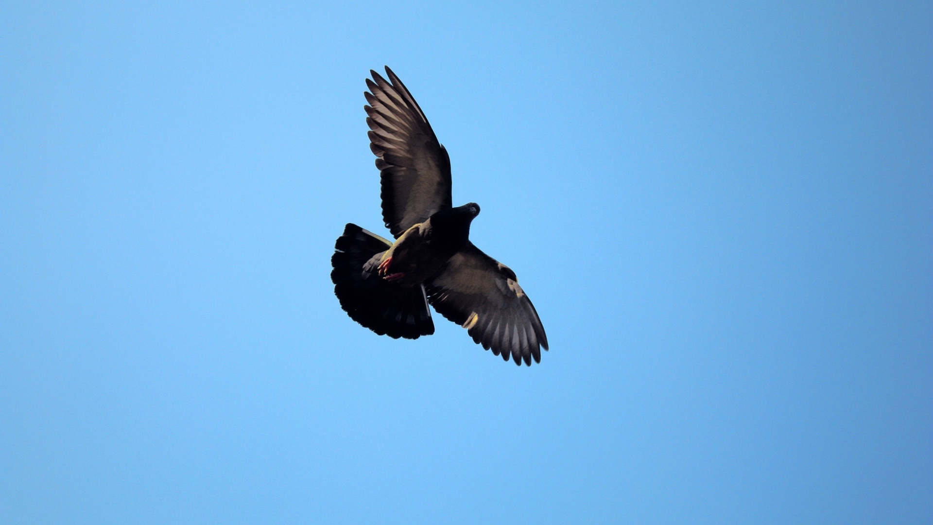 Обои птица, клюв, канюк, хищная птица, крыло в разрешении 1920x1080