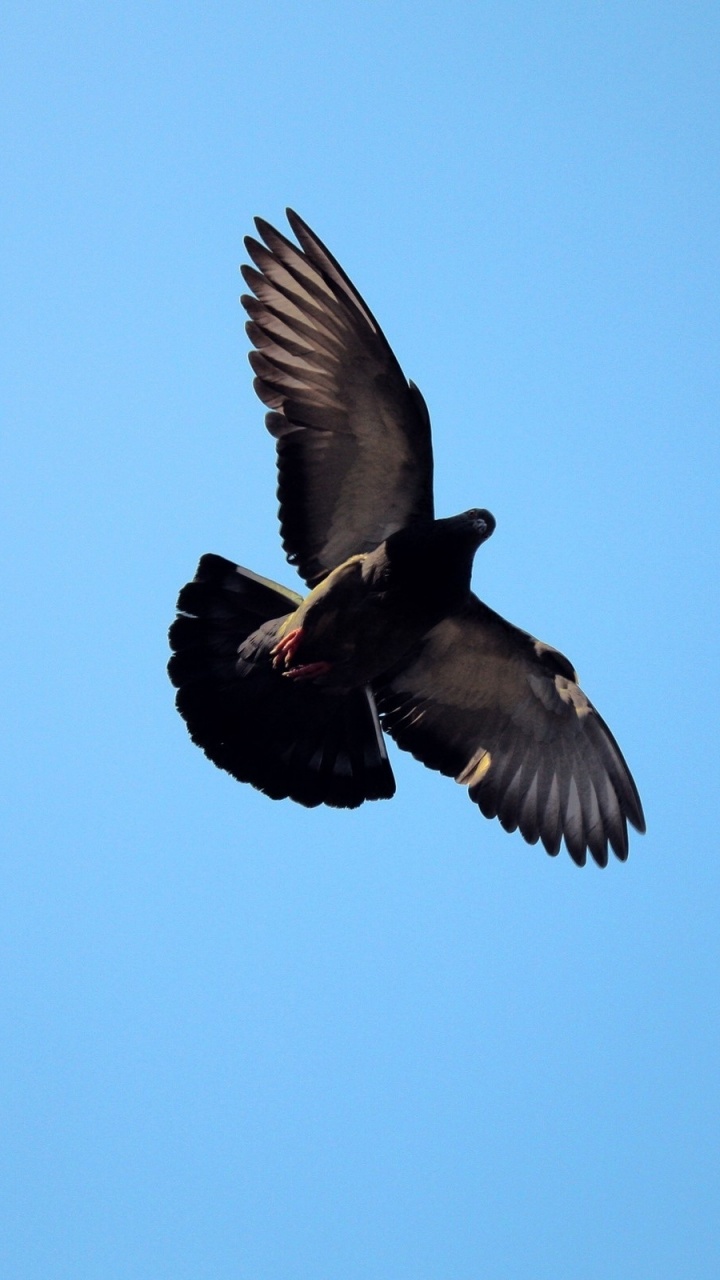 Обои птица, клюв, канюк, хищная птица, крыло в разрешении 720x1280